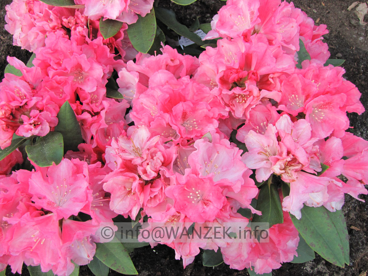 Rhododendron yakushimanum Arabella 01.JPG